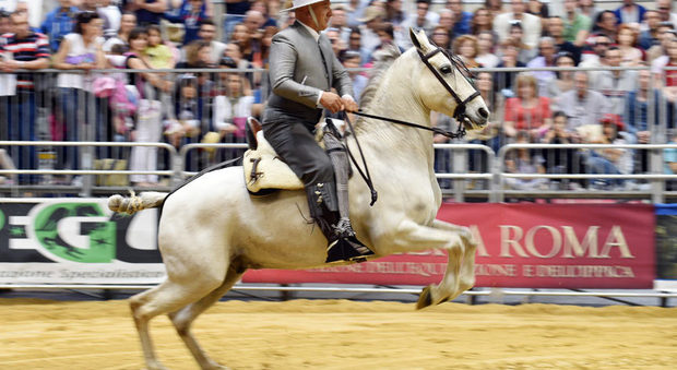 Torna "Cavalli a Roma" tre giorni di spettacolo equestre