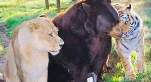 Orso, leone e tigre rinchiusi nella stessa gabbia di un seminterrato: «Da cuccioli hanno sofferto, ora sono migliori amici»