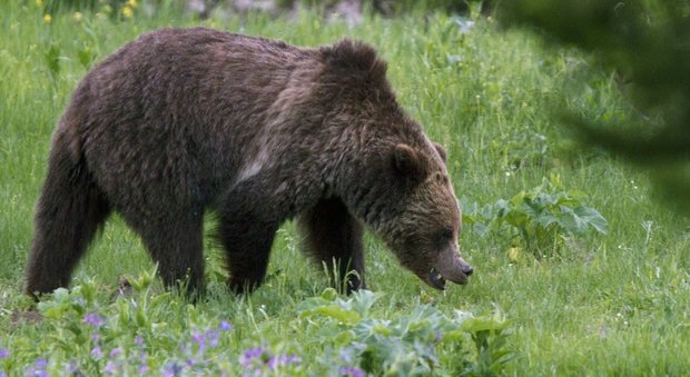 Colorado, adolescente viene attaccato da un orso durante un corso di sopravvivenza