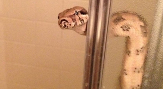 Roma, trova un serpente di due metri nel piatto doccia: salvata dai carabinieri