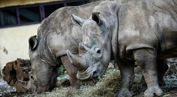 Animali, Stop alla raccolta di ovociti da rinoceronte femmina di 32 anni. Scienziati: «Più rischi che risultati per anziana Najin»
