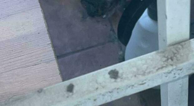 immagine Serpente a Roma: biacco tenta di entrare in un’abitazione