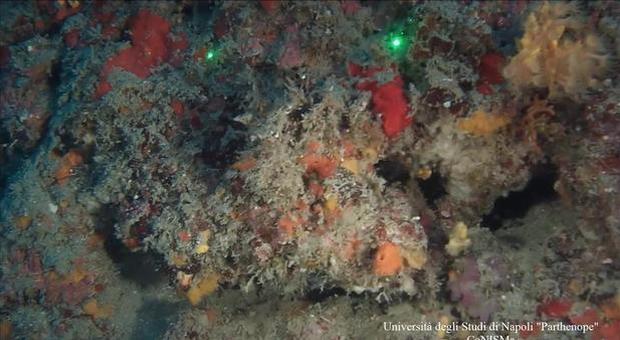 Regno di Nettuno, scrigno dei coralli: le immagini del robot-sub tra Ischia e Procida