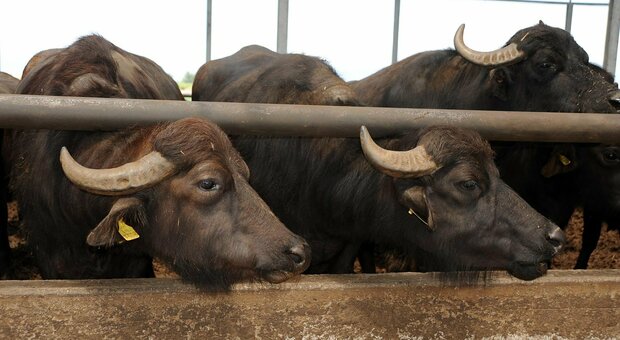 Bufale nella provincia di Caserta
