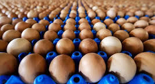 Usa, ricerca allerta sulla cottura delle uova nel microonde
