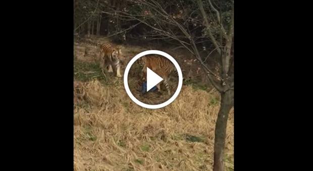 Scavalca la recinzione dello zoo e affronta tre tigri: sbranato