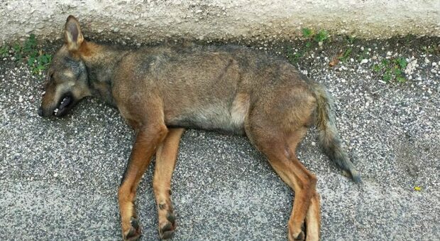 Cucciolo di lupo investito e ucciso da un'auto lungo la centralissima via Pertini