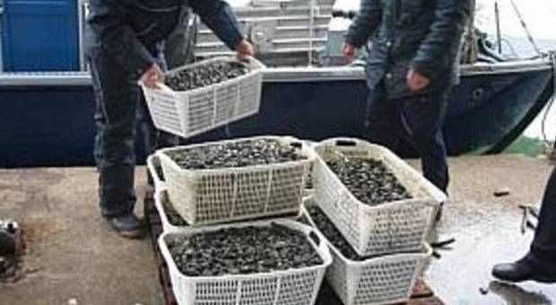Vongole e ostriche pescate di frodo: la Finanza sequestra due tonnellate