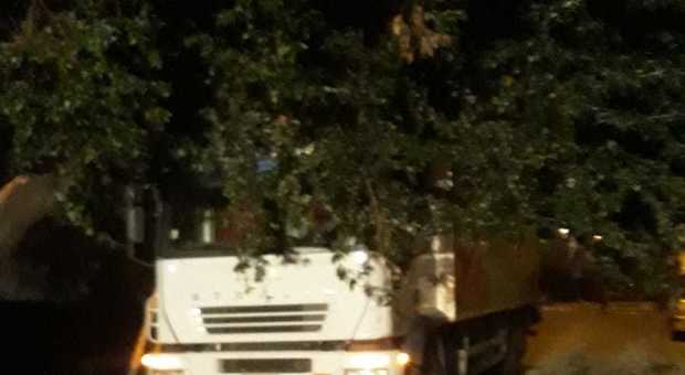 Porto Recanati, un albero si abbatte su un camion, paura per il conducente