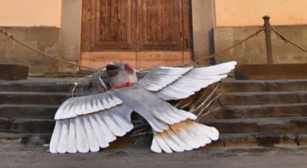 Firenze, una colomba morta in Santo Spirito: la protesta choc contro la privatizzazione della piazza