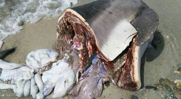 Il delfino fatto a pezzi in Sardegna (Facebook)
