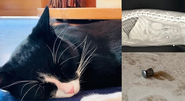Coco colpito da una fucilata in pancia: per il gatto domestico operazione salva-vita