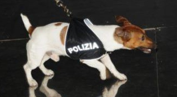 Napoli: spaccio di droga alla stazione, pusher smascherato dal cane Pocho