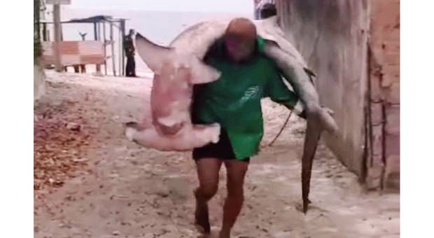 La strage delle femmine incinte di squalo martello uccise per i cuccioli che finiscono nelle insalate di mare. (immagini e video pubblicati da Mike Bolton @silenthunter_pty su Instagram)