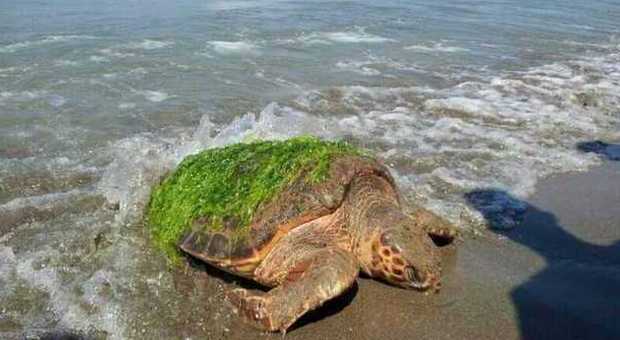 Tartaruga morta trovata in spiaggia a Licola