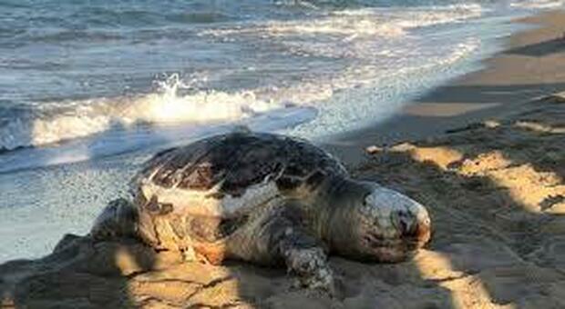 La strage delle tartarughe sulla spiaggia di Castel Volturno