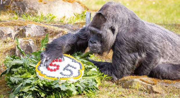 La gorilla più vecchia del mondo compie a Berlino 65 anni, tutti vissuti in cattività: il compleanno di Fatou Video