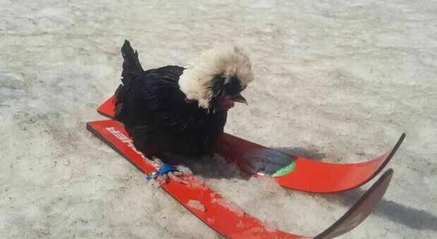 Addio a... Coco Chanel: l'unica gallina che sapeva anche sciare