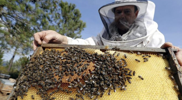 Tragedia a Urbino: un uomo 66enne muore ucciso dalle api