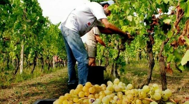 Coldiretti Marche lancia l'allarme: «La normativa comunitaria mette a rischio il settore del vino»