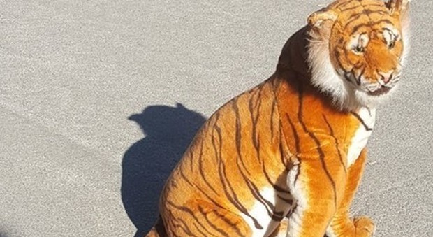 Scozia, polizia impegnata in una delicata operazione di messa in sicurezza, ma la tigre era solo un peluche