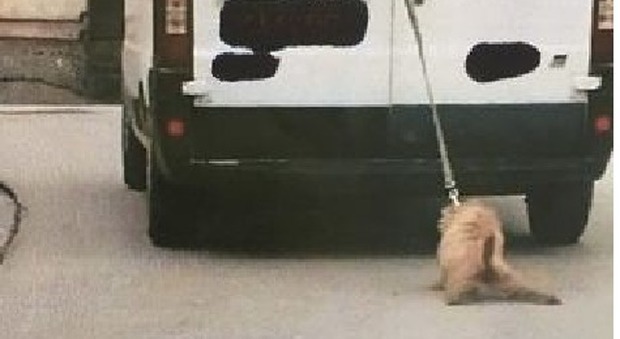 Trascina il cane legato dietro al furgone: denunciato nel Napoletano