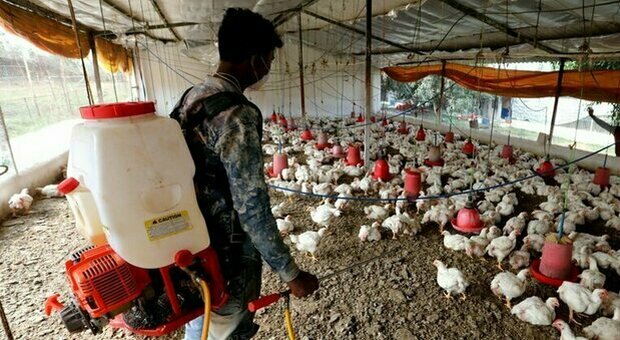 Cina, primo caso umano di influenza aviaria dopo il contagio di un 41enne