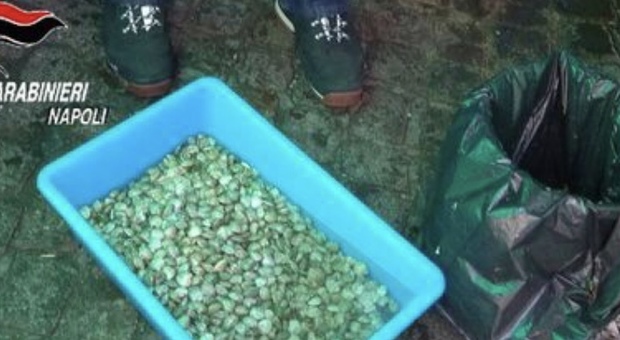 Dai frutti di mare illegali alla droga: arresto, sigilli, denunce nel Vesuviano