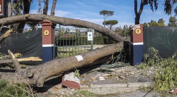 Allarme alberi, dopo i crolli per il forte vento il Comune riapre i parchi
