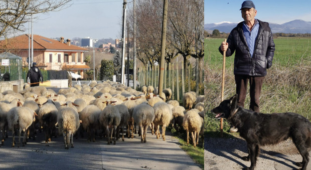 Pasquale Arduini, 70 anni, di Frosinone, con uno dei suoi cani e con il suo gregge