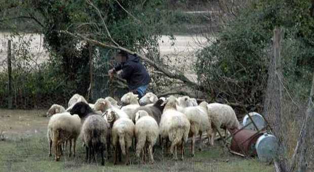 Lingua blu, il morbo fa strage di ovini in tutta la provincia di Terni
