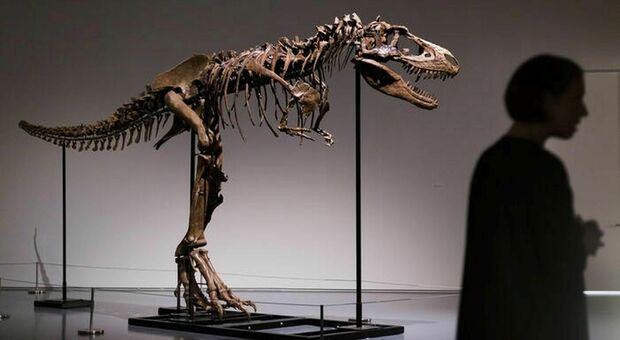Dinosauri, scheletro Tyrannosaurus Rex all'asta: esemplare da 25 milioni di euro