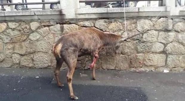 Ferito dai cani, il cervo si rifugia in città per cercare aiuto