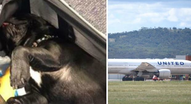 Cane muore dopo viaggio nella cappelliera dell'aereo: bufera sull'equipaggio della United Airlines