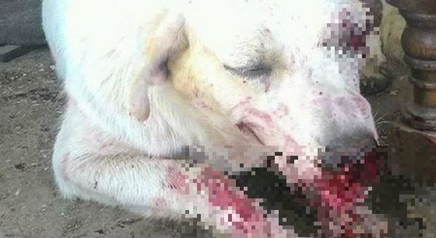 Giustizia per Angelo, il cane ucciso di botte da 4 ragazzini: al via il processo