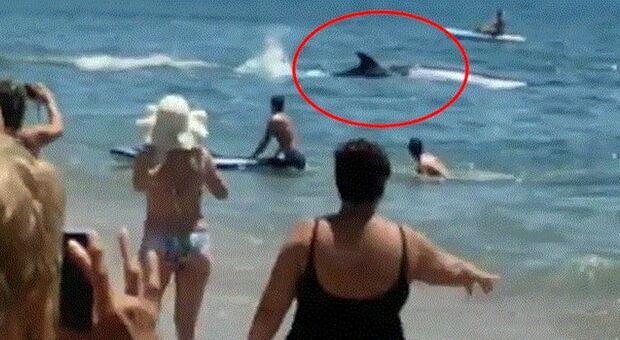 Orca nuota a riva in una spiaggia in Andalusia: bagnanti in fuga, il video incredibile