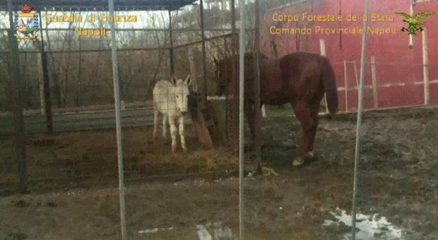 Zoo abusivo con lama, dromedari e tartarughe sequestrato nel napoletano