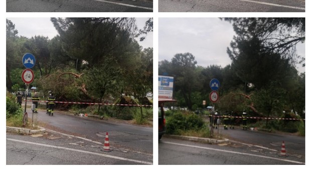 Colle Salario, albero crolla in strada per il maltempo: sfiorate le auto