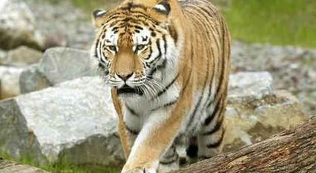 Cile, giovane dipendente di un parco safari uccisa da una tigre