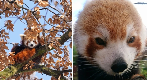 Cucciolo di panda rosso Barney scappa dallo zoo e i vigili del fuoco lo riportano a casa: il video in cui «brontola»