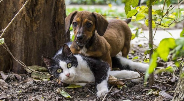 Covid, cani e gatti si infettano raramente e non sono pericolosi per l'uomo: lo dice la scienza