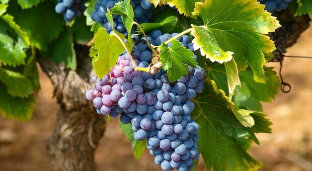 In Puglia calo del 50% nella produzione uve: l'allarme di Confagricoltura
