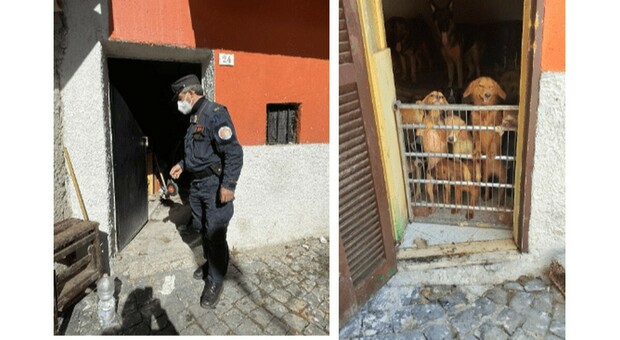 L'Aquila, vive con 40 cani in una stanza: 53enne denunciato per maltrattamento di animali