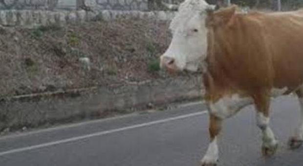 Mucche in fuga: in 18 scappano dalle stalle e "invadono" la strada, salvate