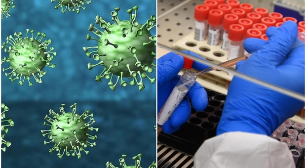 Scoperto un nuovo coronavirus tra i roditori in Svezia: la ricerca