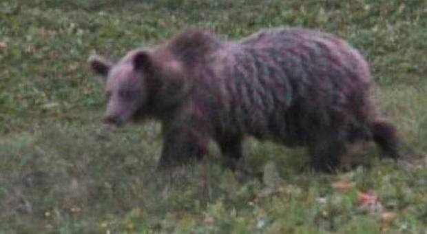 Orso aggredisce uomo nei boschi di Trento, la Provincia: cattura o abbattimento