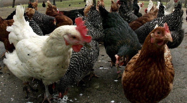 Pesaro, sesso con capre e galline, il proprietario degli animali lo denuncia: patteggia sei mesi