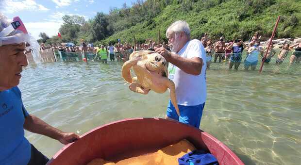 Famiglie e bambini pazzi per “Paolo” la nuova tartaruga ospite dell’ospedale della Baia