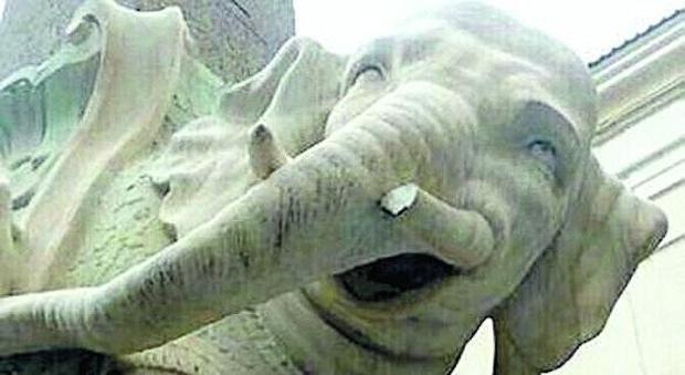 Elefantino mutilato, nessun paga per lo sfregio: «Impossibile trovare i responsabili»