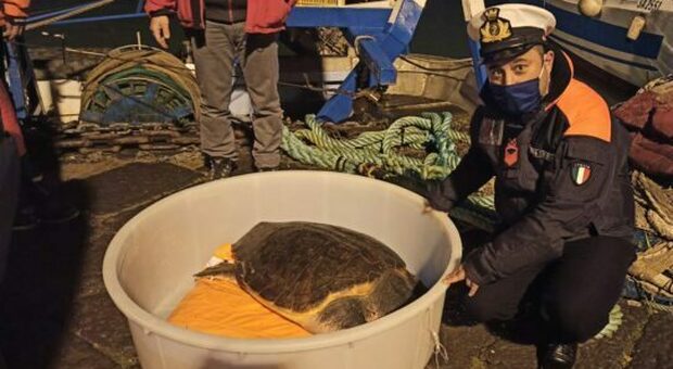 Tartaruga Caretta caretta salvata: era impigliata in una rete di pescatori